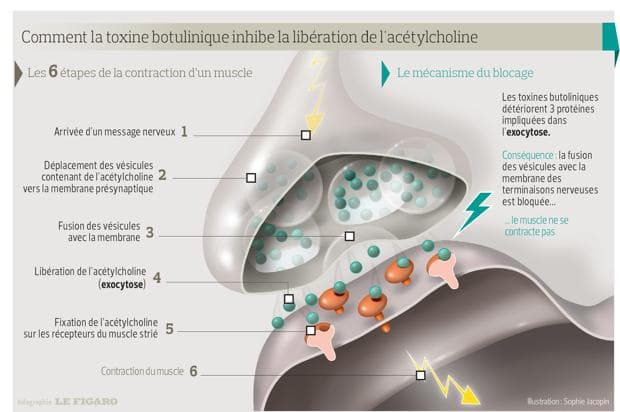 Comment la toxine botulique bloque la libération de l'acétylcholine